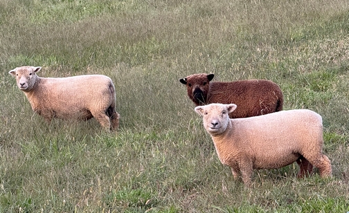 Trout Run Road sheep