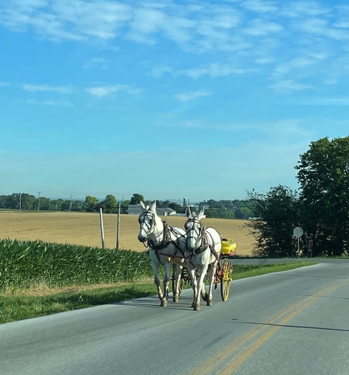 White mules