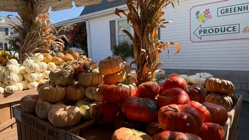 Hoover's Farm Markey pumpkins