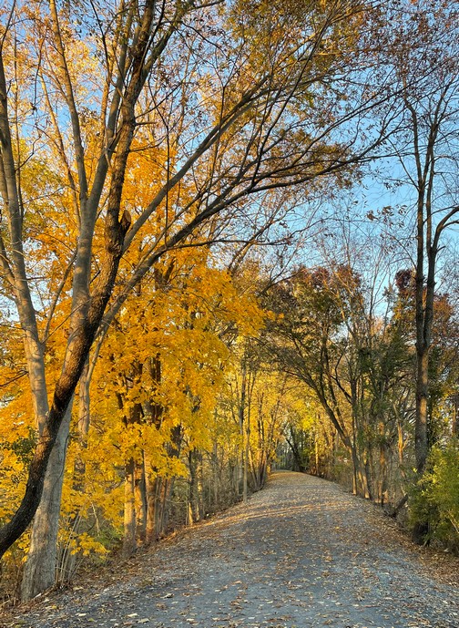 Trees on rail trail