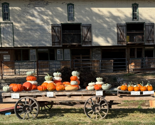 Pumpkin wagon
