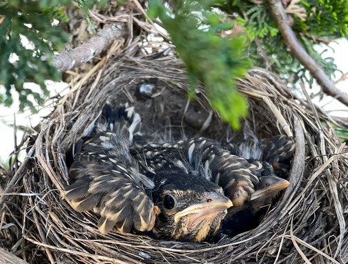 Audrey's baby robins