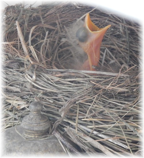 Baby robin 5/17/15