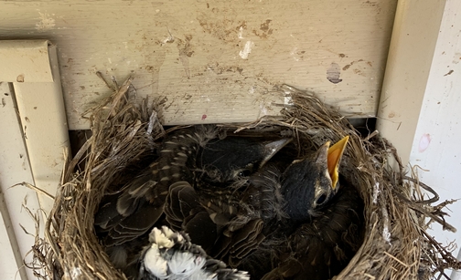 Baby robins ready to fledge 6/4/19