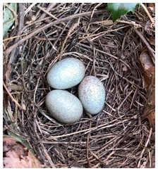 Bird eggs in holly bush