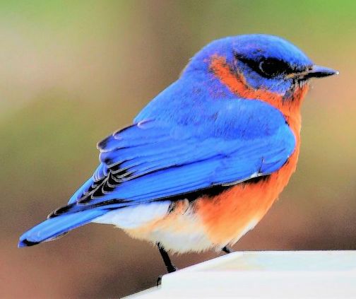 Blue bird (Doug Maxwell)