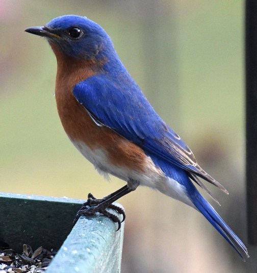 Bluebird (photo by Doris High)