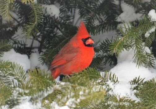 Cardinal (Doug Maxwell)