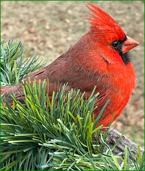 Cardinal (photo by Peggy Stepp)