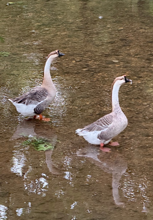 Ducks in Donegal Creek