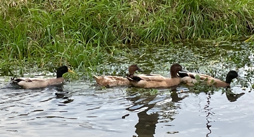 Ducks along Donegal Creek