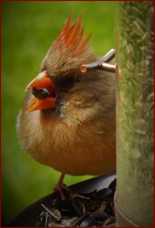 Female cardinal (photo by Ester)