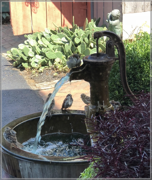 Fountain bird bath 9/3/18