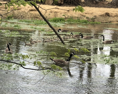 Donegal Creek Canada Goose family 5/11/20