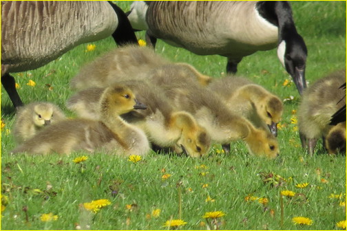 Geese family at Donegal Creek (Joshua Binkley)