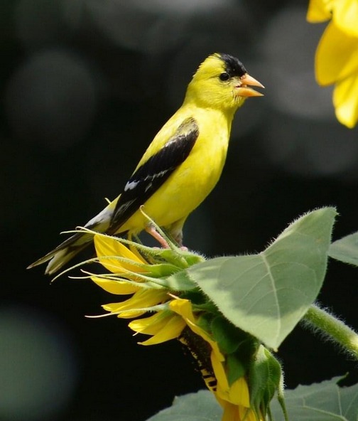 Gold finch on sunflower, Lancaster County, PA (Doug Maxwell)