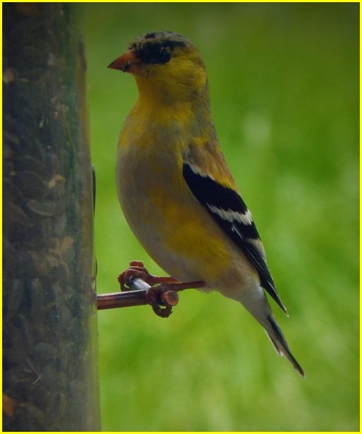 Gold Finch (photo by Ester)