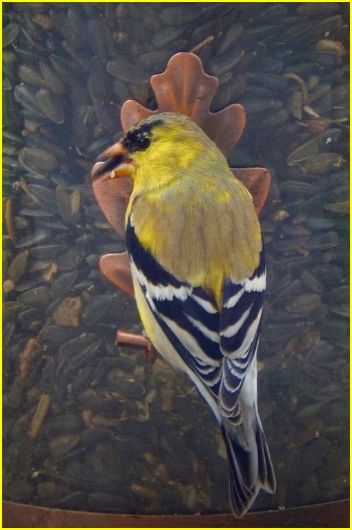 Gold Finch (photo by Ester)