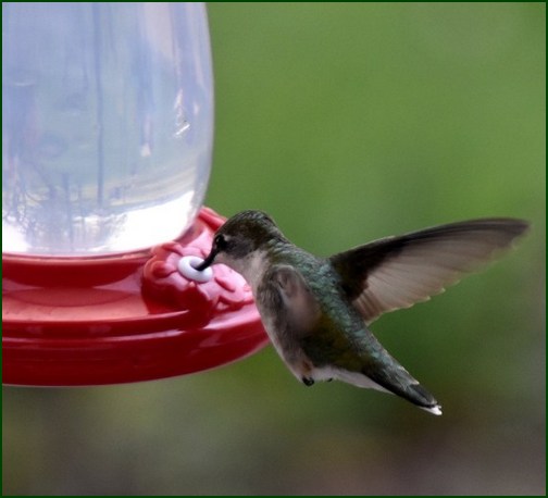 Hummingbird (photo by Doris High) Hummingbird (photo by Doris High)