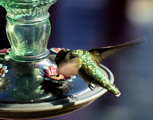 Hummingbird (Photo by Doris High)