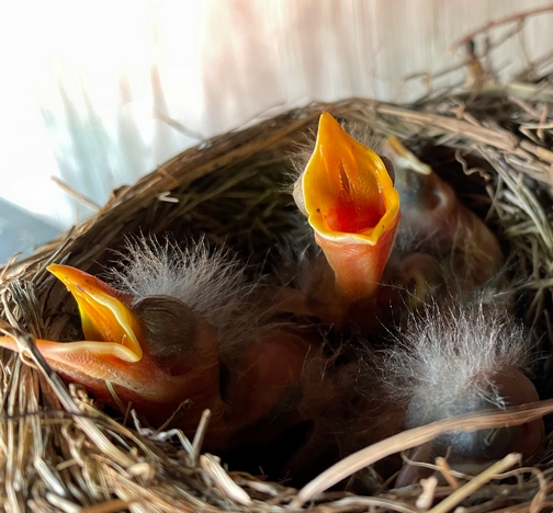 Hungry baby robins