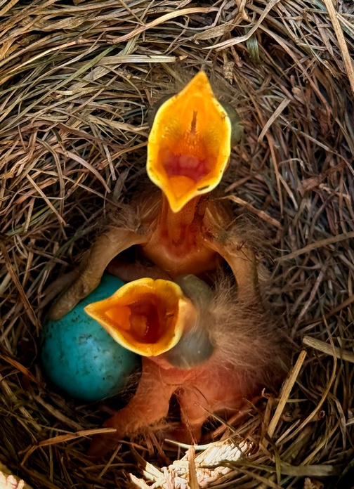 Hungry baby birds