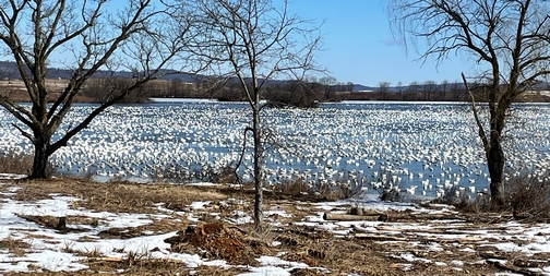 Snow geese at Middle Creek