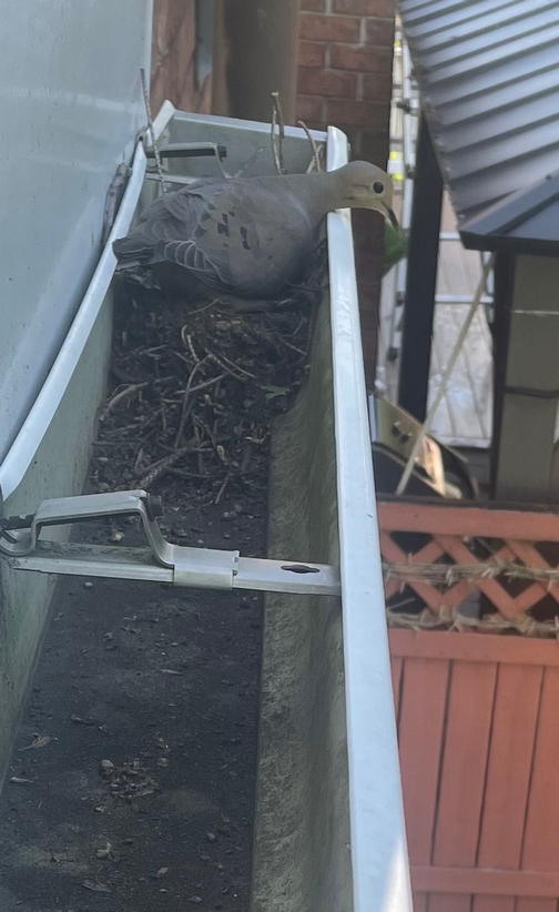 Mourning dove in gutter