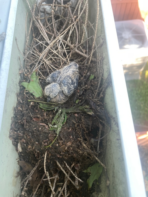 Mourning dove chick in gutter