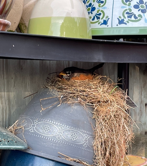 Backyard nesting robin