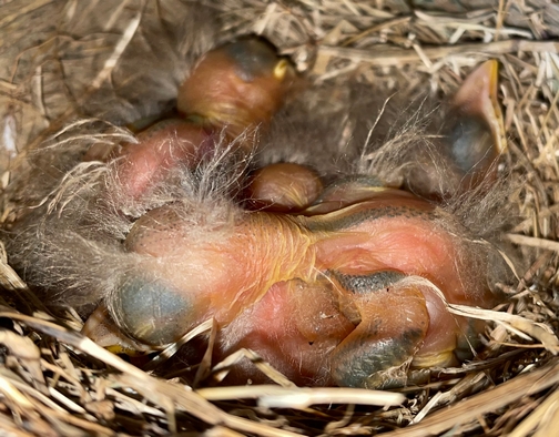 Newly hatched baby robins