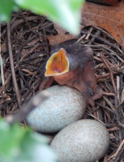 Newly hatched bird in holly bush