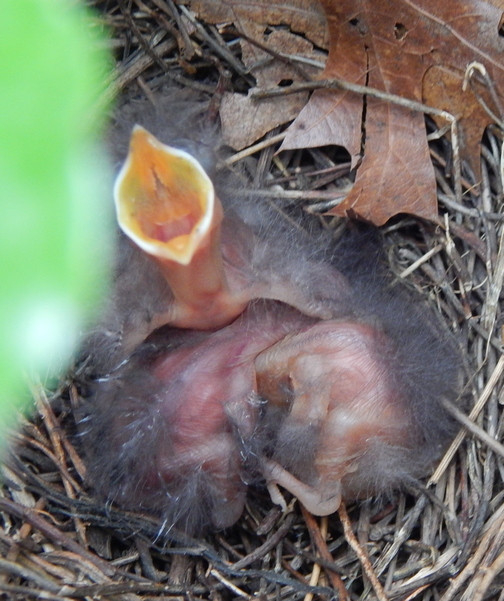 Newly hatched birds in holly bush