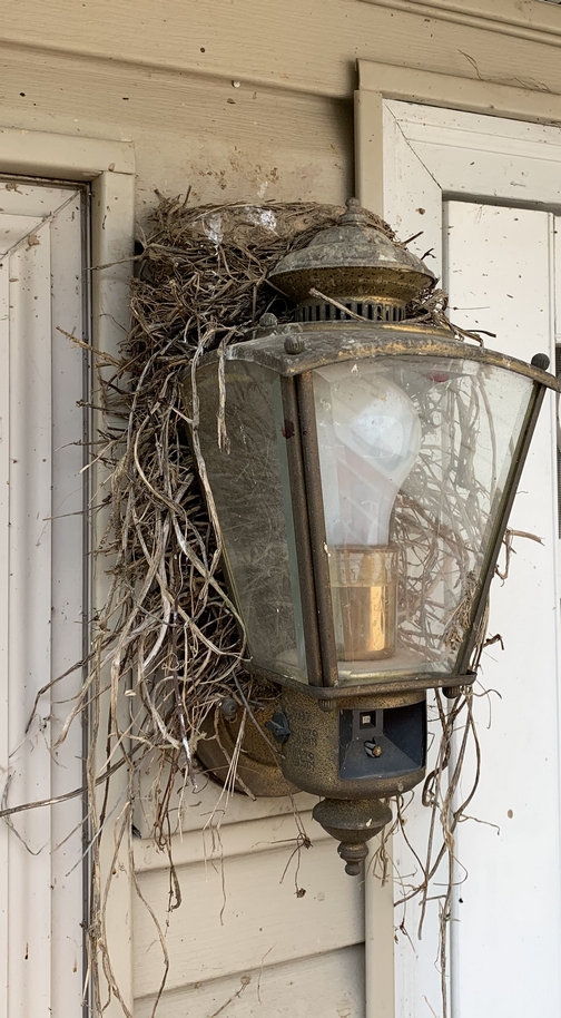 Porchlight nest 6/5/19