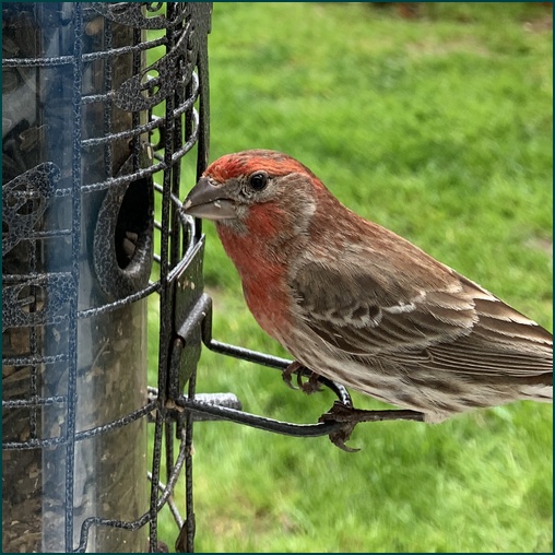 Purple finch