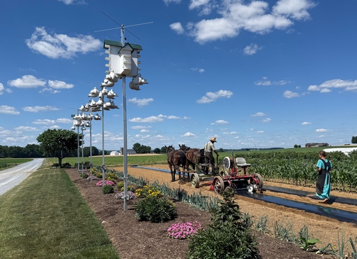 Purple Martin houses