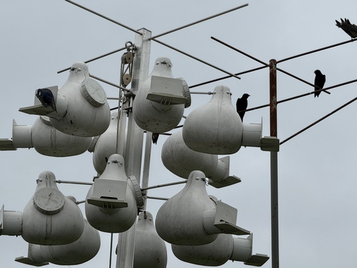 Purple Martin houses
