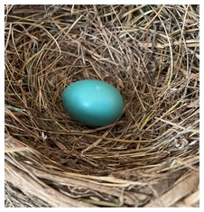 Robin egg