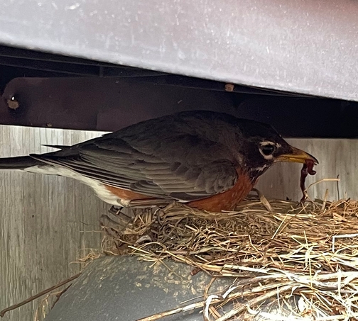 Robin with worm