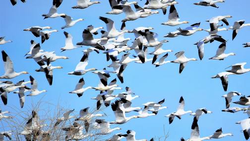 Snow Geese (photo by Doug Maxwell)
