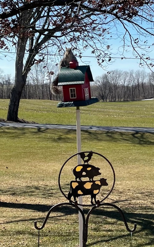 Squirrel on barn birdhouse