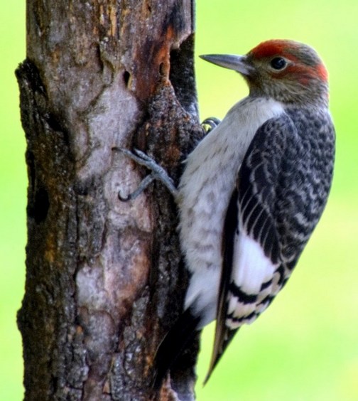 Woodpecker (Doris High)