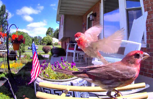 Finch in flight