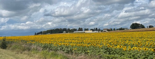 283 sunflower field
