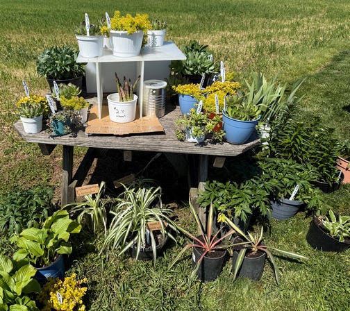 Perennial stand
