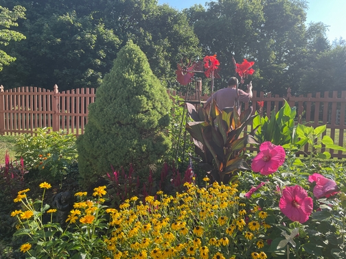 Backyard flowers