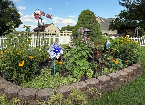 Backyard flowers