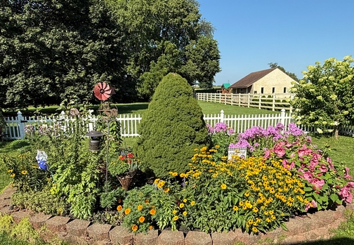 Backyard flowers