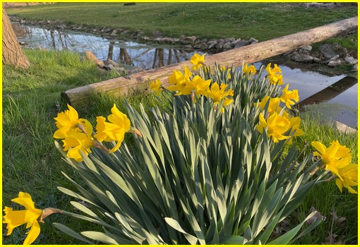 Daffodils along Donegal Creek