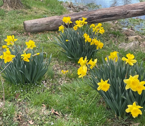 Daffodils near Donegal Creek